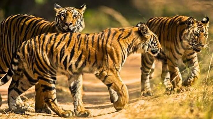 Plastic ban in Chhattisgarh tiger reserves and sanctuaries with stiff penalties