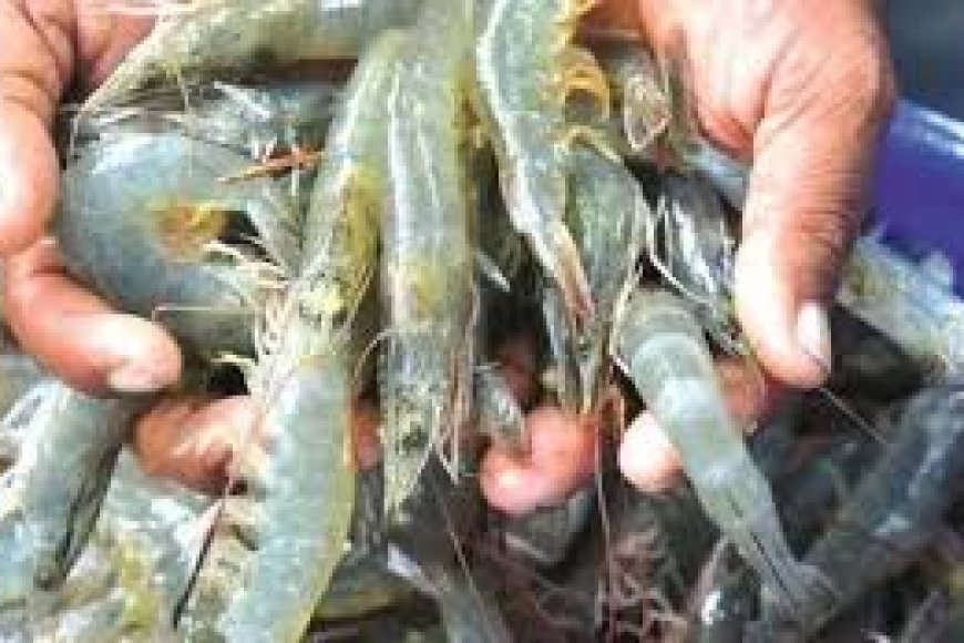 Prakasam prawn farmers call for ‘Maha Dharna’ over feed price hike