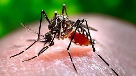 India's Malaria Cases Fall Nearly 80% In 10 Years: How It Happened