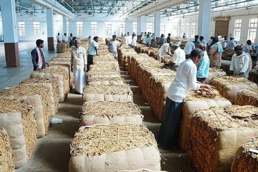 Tobacco ryots in Andhra Pradesh's Prakasam district struggle with prices, rejections