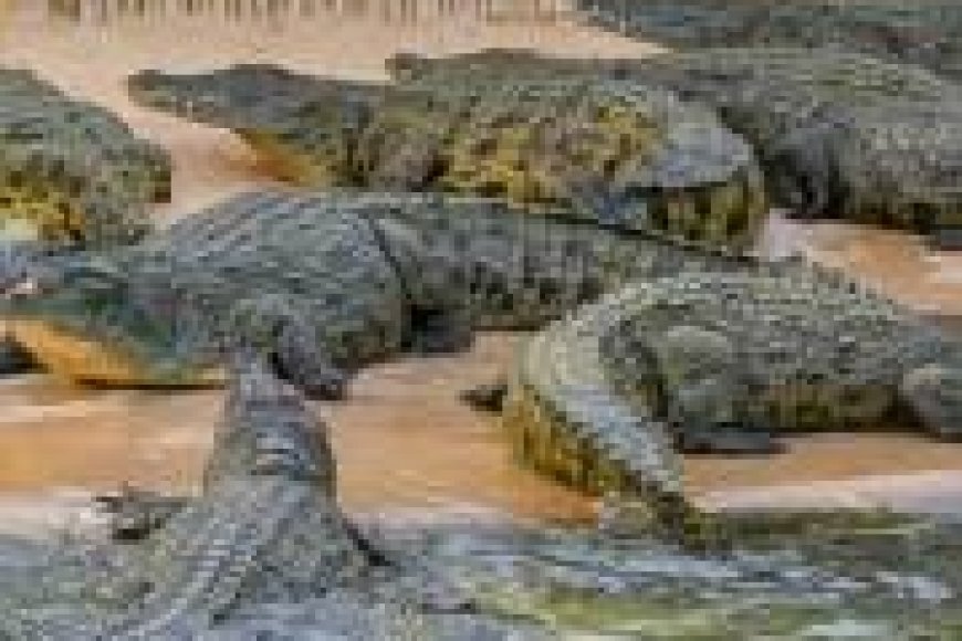Israel digs crocodile trenches at prison holding Palestinians