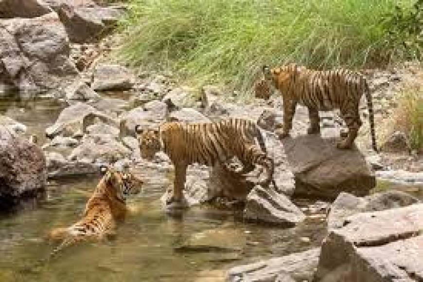 AP forest department to strengthen Nallamala Tiger Reserve's biodiversity