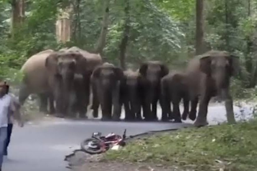 Elephant herd destroys crops, sparks panic across Vizianagaram villages