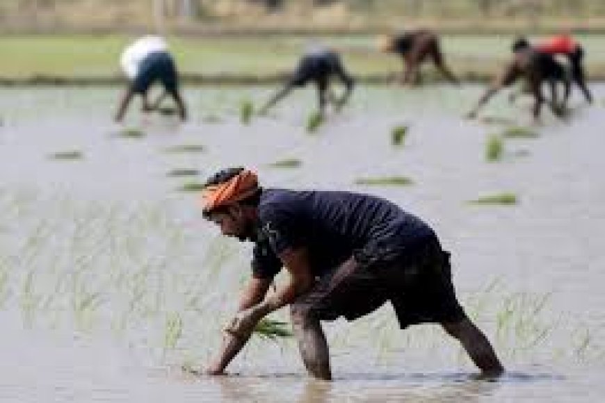 Assam Meghalaya Border Peace Deal Revives Farming