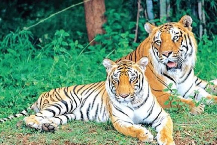 Andhra Pradesh awaits Centre’s approval for translocation of four tigresses to NSTR