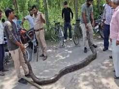 10-foot python tries to board Vande Bharat at Haridwar station, rescued before departure