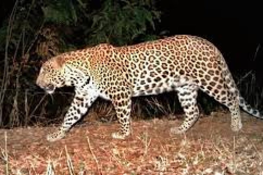 Forest department sounds high alert in Tirupati border areas as leopards venture into city