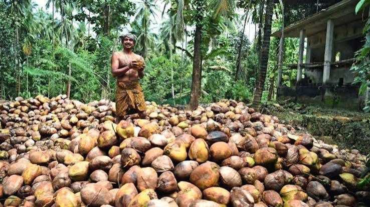 Eluru sees shift in farming pattern as farmers move from sugarcane to coconut