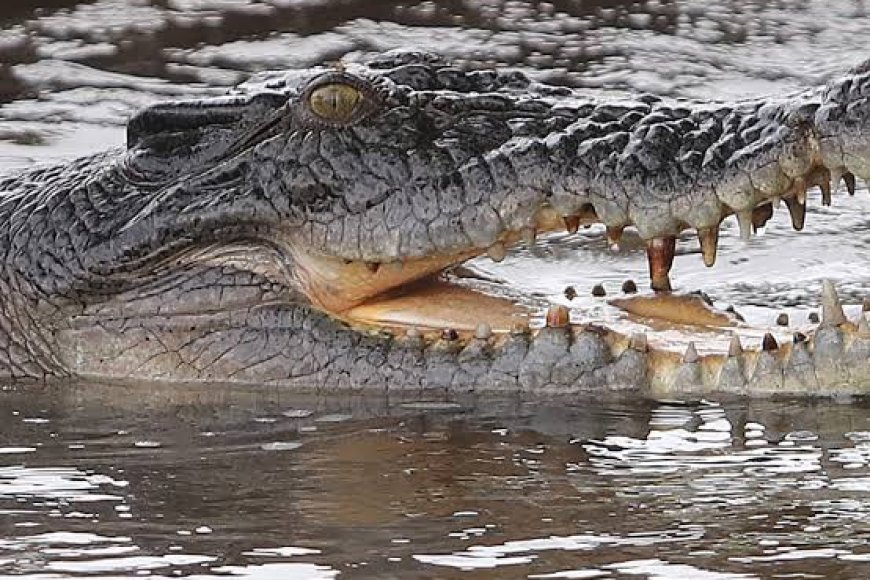 Israel digs crocodile trenches at prison holding Palestinians