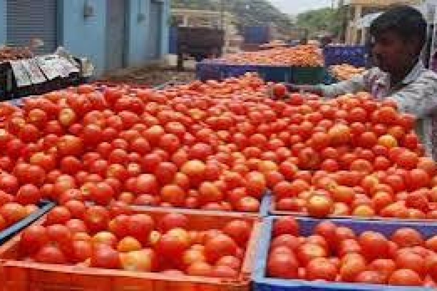 Tomato price crash in Andhra leaves Rayalaseema farmers staring at heavy losses