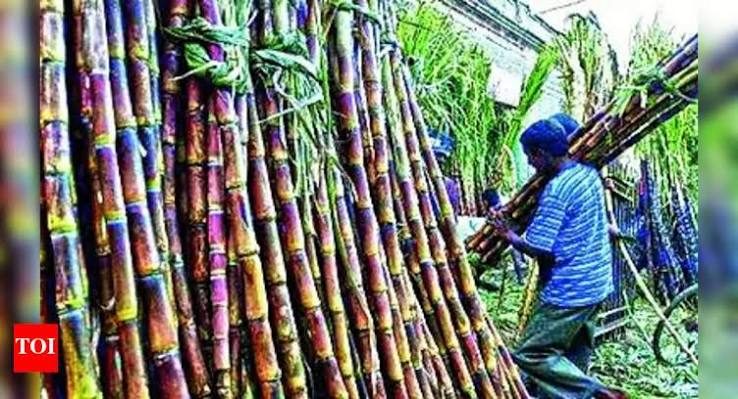 HC pulls up DMs over non-recovery of sugarcane farmers' dues of Rs 1,936 cr