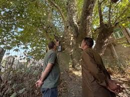 Asia’s oldest Chinar tree at 650 years still stands tall and green in Kashmir