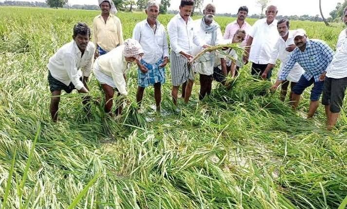 Heavy rain, floods damage 13,550 hectares of crops in three North Andhra districts
