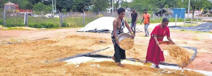 Nalgonda paddy farmers ignore El Nino warning, reap rich dividends