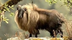 Kedarnath Wildlife Sanctuary to restrict human activity to save Himalayan tahr