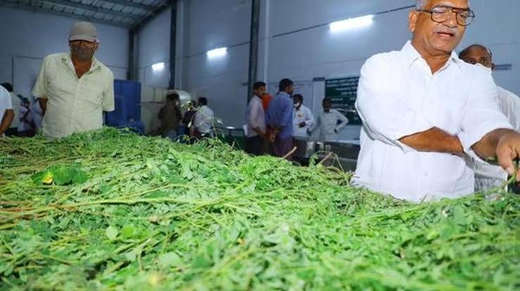Government plans to set up 19 moringa units in Andhra Pradesh