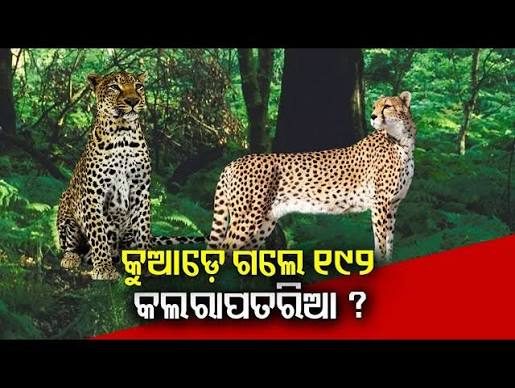 Leopard populations decline in parts of Odisha: WII study