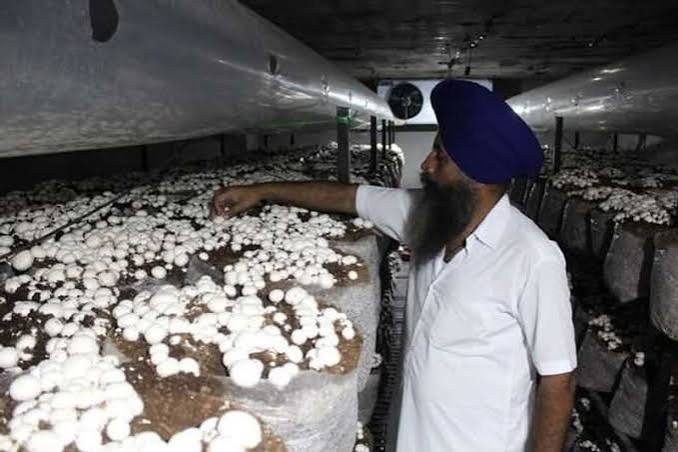 Which City Is Known As The Mushroom Capital Of India?
