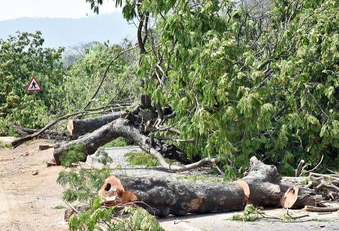 Advisory panel set up to curb tree felling: Andhra Pradesh government to HC