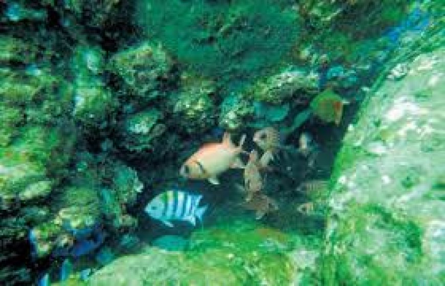 11 new fish species found along Andhra Pradesh coast