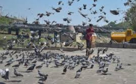 Why Delhi govt to feed 1,275 kg of boneless chicken to birds ahead of R-Day