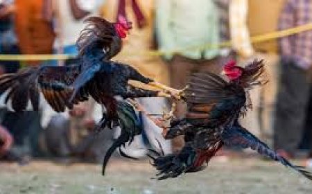 Andhra man wins Rs 1.53 crore in a cockfight during Sankranti