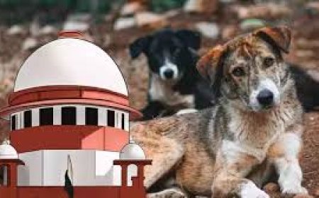 SC stands by remarks holding dog feeders responsible for attacks