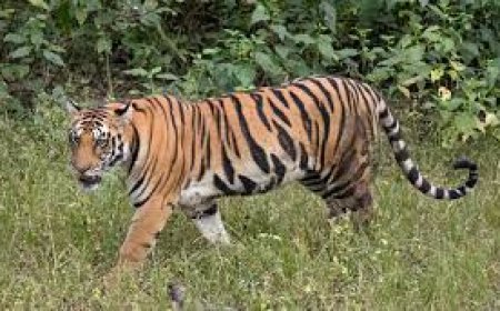 Tiger continues killing spree in Yadadri, another bovine attacked