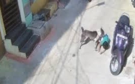 Stray dog attack leaves kindergarten student seriously injured in Telangana's Khairatabad