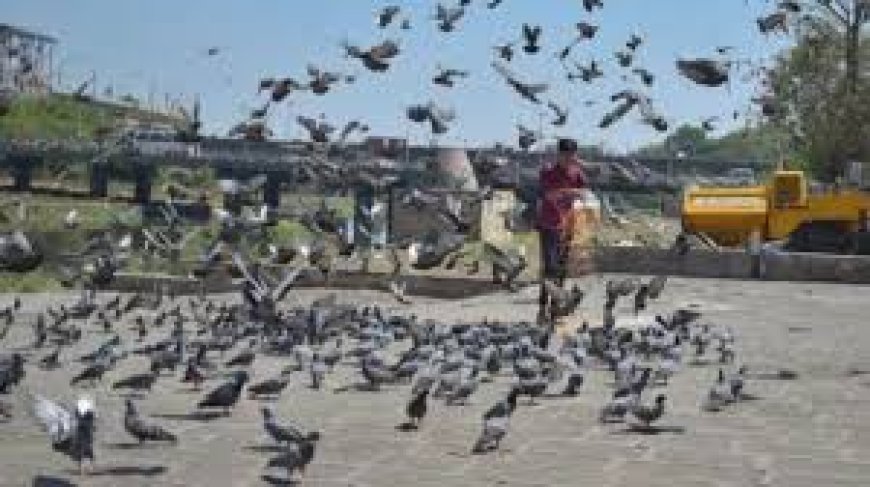 Why Delhi govt to feed 1,275 kg of boneless chicken to birds ahead of R-Day