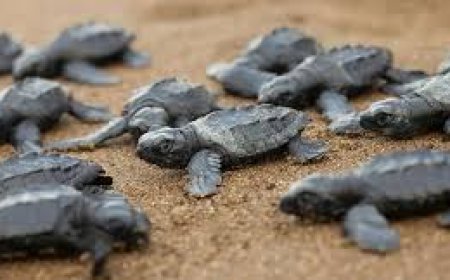 Lakhs of Olive Ridley hatchlings return to sea along north coastal Andhra