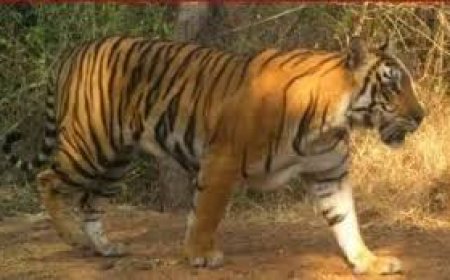Tiger that terrorised Telangana villages for 2 weeks may be heading home