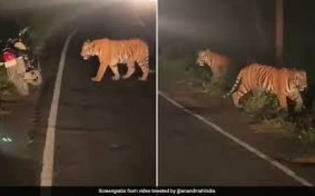 Elusive tiger spotted crossing Chennai-Howrah highway near Rajamahendravaram