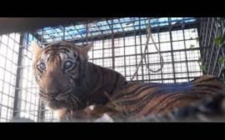 Tiger which terrorised villages in Andhra for six days captured
