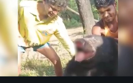 Man-eating bear captured after killing one on Telangana-Maharashtra border