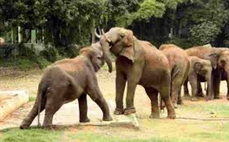 Four of family among 6 killed in wild elephants' attack in Jharkhand