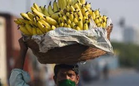 Relief to Kadapa banana farmers as prices increase to Rs 25,000 per tonne