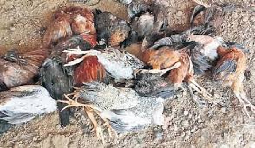Ranikhet outbreak causes poultry losses in Andhra's Annamayya district
