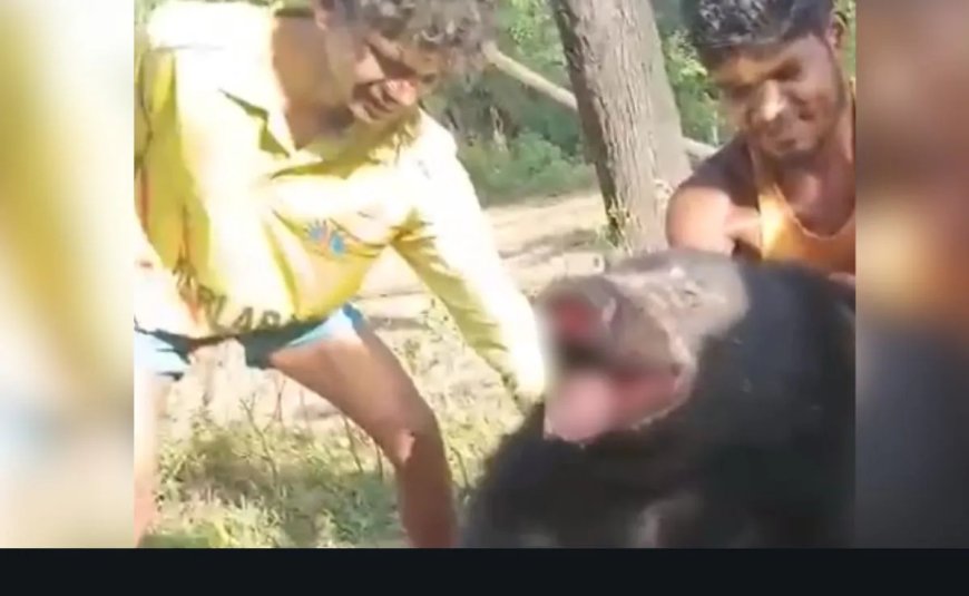 Man-eating bear captured after killing one on Telangana-Maharashtra border
