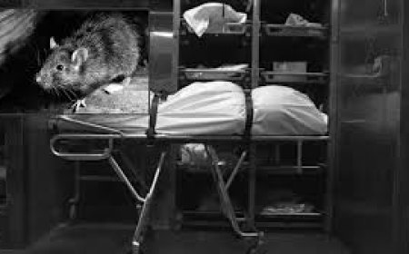 Mirzapur Family Allege Rats Gnawed on Body in Hospital Mortuary