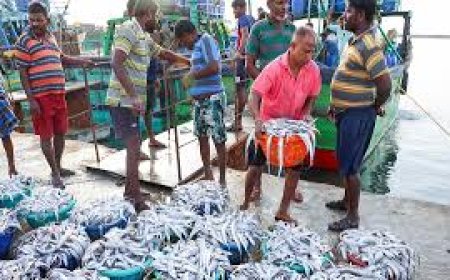 Karnataka's seafood exports dip sharply even as India's marine exports grow