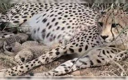 Indian-Born Cheetah KGP-2 Gives Birth To 4 Cubs In Kuno National Park