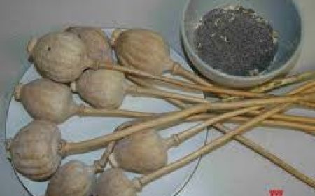 Man Held In UP With Poppy Husk Worth ₹1.5 Crore