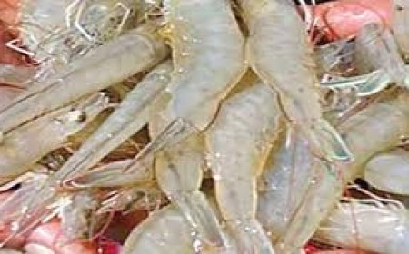 Price volatility, pest jolts Andhra's Eluru district aqua farmers