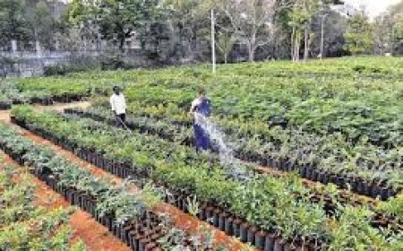 Andhra's Chittoor plans to raise green cover to 50% by 2047