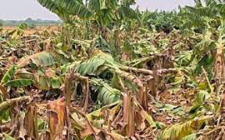 Three killed in lightning strikes as unseasonal rains damage crops across Andhra's Markapuram district