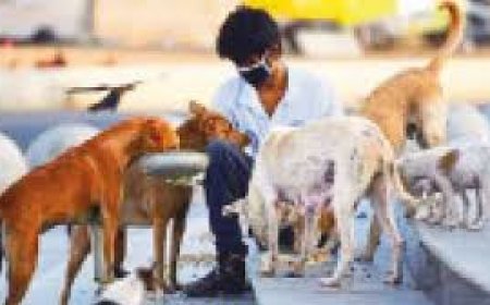 Nellore restricts stray dog feeding to designated centres, hikes penalty on stray cattle
