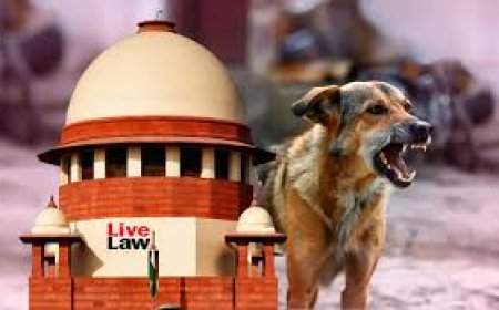 Rabid, aggressive stray dogs can be euthanised: SC refuses to recall earlier order.jpg