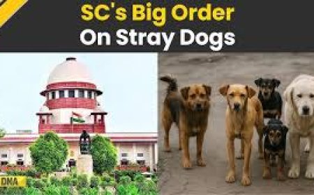 SC allows euthanasia for rabid, dangerous stray dogs