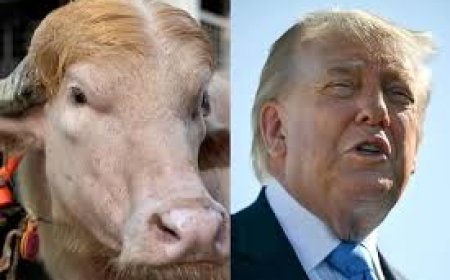 Trumped by fate,  Viral ‘Donald Trump’ buffalo to be sacrificed this Bakrid